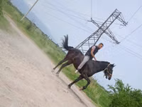 公马, Standardbred — 照片 3