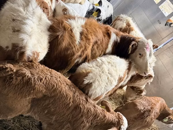 Ng'ombe dume, Simmental cattle
