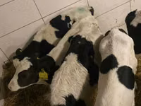 Ng'ombe dume, Russian Black pied cattle — picha 2