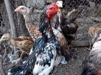 Chickens — 照片 2