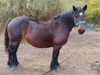 母马, Horses — 照片 1