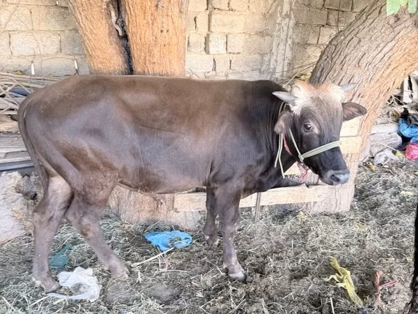 सांड, मवेशी