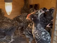 Chickens — 照片 3