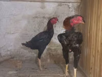 Australian Pit Game fowl — sawirka 2