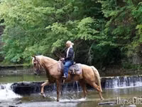 حصان, Palomino — الصورة 6