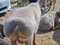 نعجة, Edilbay sheep — الصورة 4