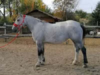 Faras dhaddig, Horses — sawirka 5