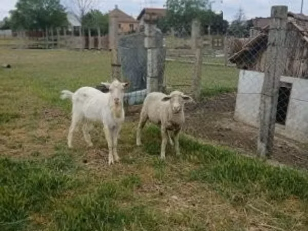 Carnero, Merino sheep