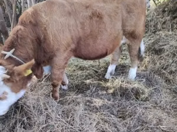 Toro, Simmental cattle