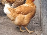 Chickens — 照片 3