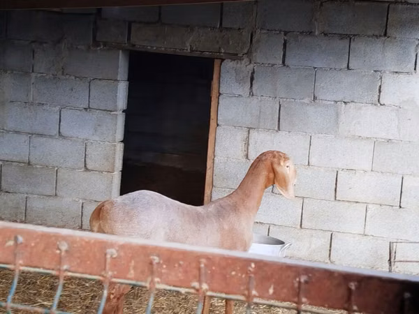 عنزة, الماعز