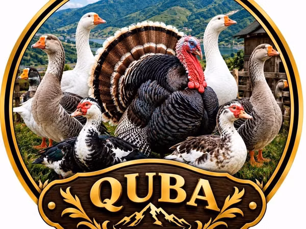 Turkeys