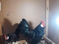 Chickens — picha 5