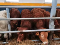 Cattle (batch, sex not specified), Limousin cow — photo 3