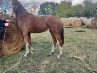 فرس, Dutch warmblood horse — الصورة 5