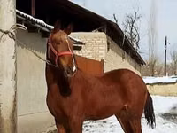 Caballo, Karabair horse — foto 4
