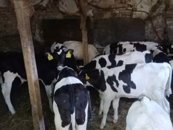 ثور, Russian Black pied cattle