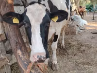 गाय, गोलस्टीन नस्ल — फ़ोटो 2