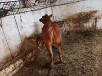 母牛, Cattle — 照片 3
