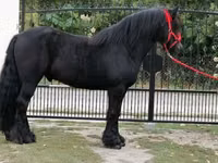 Horse (M), Fell pony — photo 5