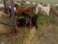 Goat, Goats — photo 3