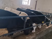 公牛, Cattle — 照片 6