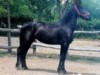 Mare, Friesian — photo 4
