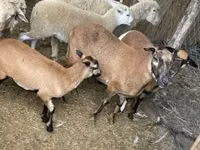 Oveja, Cameroon sheep — foto 3