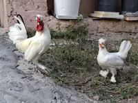 Chickens — 照片 5