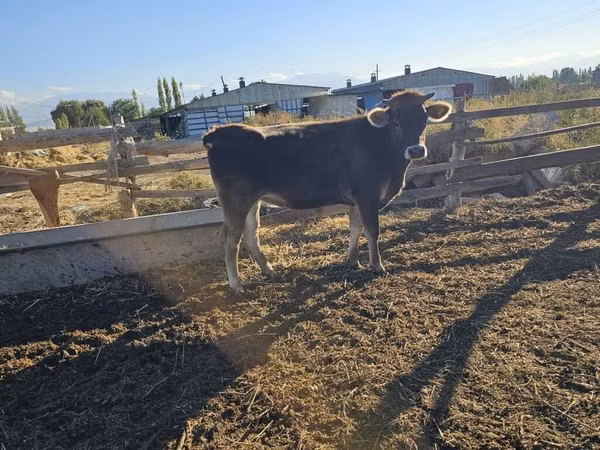 गाय, Swiss cattle