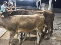Lo’, Ukrainian Brown Dairy Cattle — sawirka 3