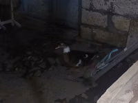 Ducks — الصورة 1