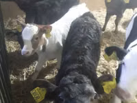 Ng'ombe (kikundi, jinsia haijatajwa), Simmental cattle — picha 3