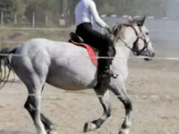 Faras dhaddig, Horses — sawirka 1