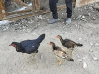 Chickens — फ़ोटो 2
