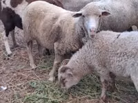 Schaf, Merino sheep — Foto 2
