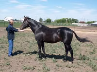 公马, Standardbred — 照片 4
