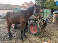 Horse (M), Horses — photo 2