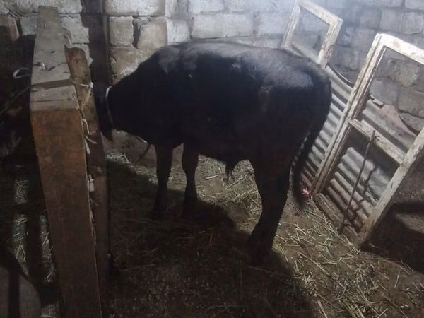 Bulle, Aberdeen-Angus