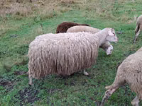 Sheep, Assaf sheep — photo 3