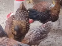 Chickens — picha 3