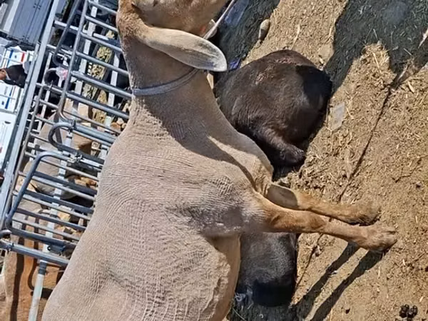 نعجة, Edilbay sheep