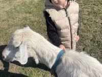 Cabra, Alpine goat — foto 2