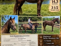 母马, Rocky Mountain Horse — 照片 1