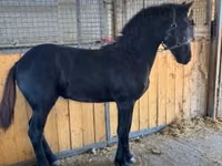 Horse (M), Friesian — photo 4