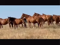 घोड़ी, Kushum Horse — फ़ोटो 1