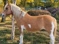 Faras dhaddig, Shetland Pony — sawirka 1