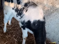 母牛, Cattle — 照片 3