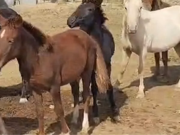 Horse (M), Kazakh horse