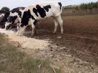 Bull, Russian Black pied cattle — photo 1